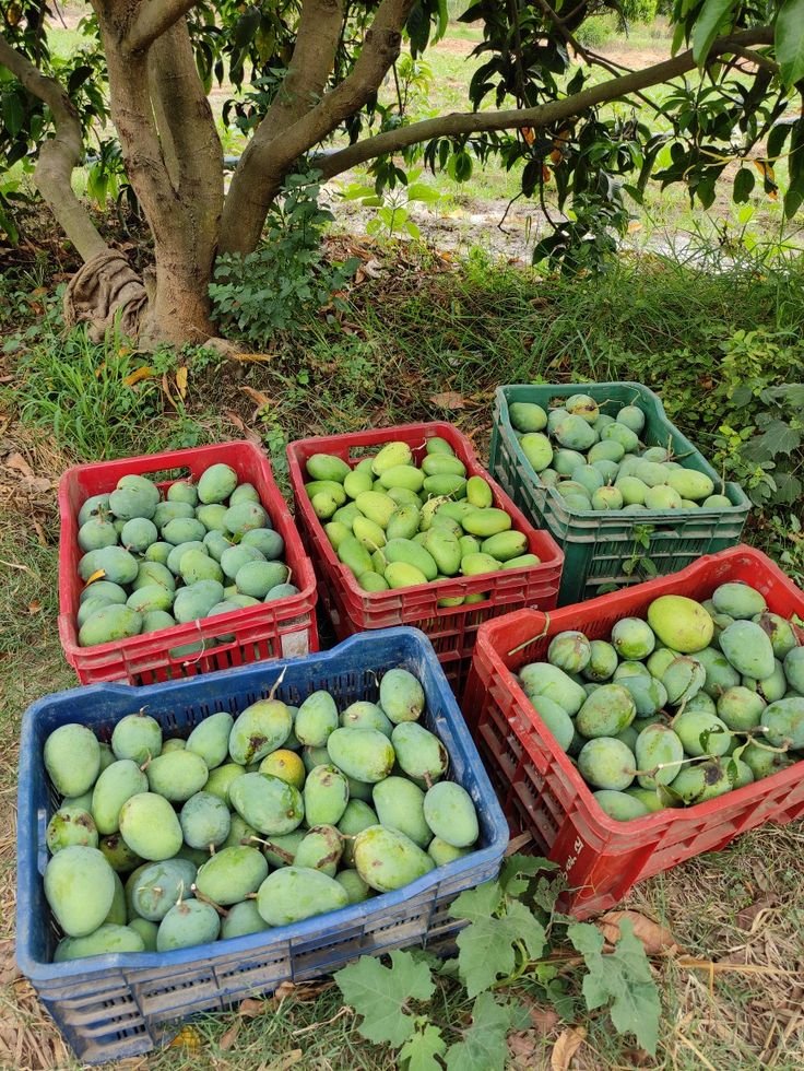 Season Of Mangoes